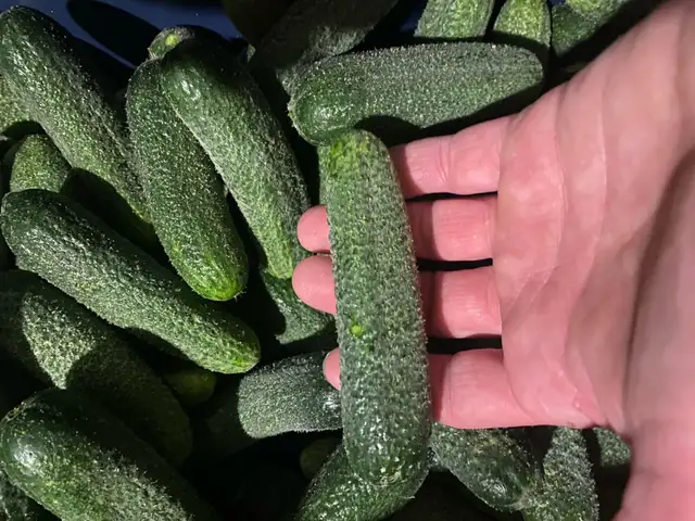 Fresh Cucumbers