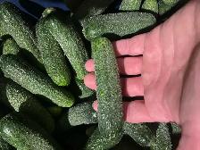 Fresh Cucumbers