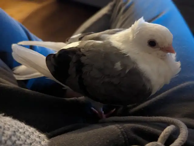 WANTED: German Owl Pigeon