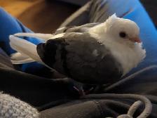 WANTED: German Owl Pigeon