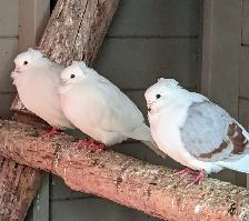 WANTED: German Owl Pigeon - Photo 2