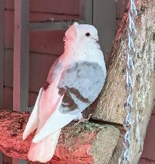WANTED: German Owl Pigeon - Photo 3