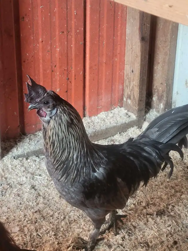 Rooster Hmong coq