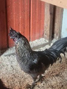 Rooster Hmong coq