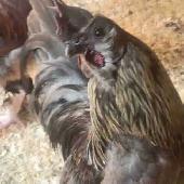 Rooster Hmong coq - Photo 2