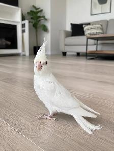 bébé cockatiel, gentil et prêt à partir - Photo 2