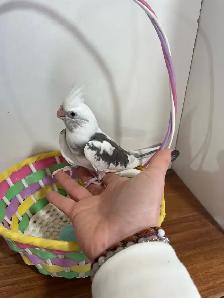 bébé cockatiel, gentil et prêt à partir - Photo 4