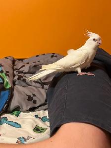 bébé cockatiel, gentil et prêt à partir - Photo 5