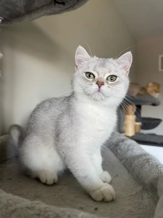 British and Scottish Kittens