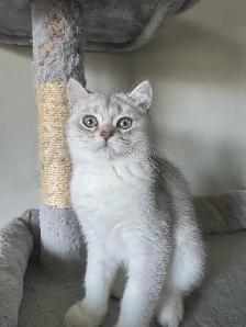 British and Scottish Kittens - Photo 2