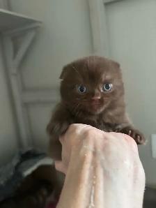 British and Scottish Kittens - Photo 4