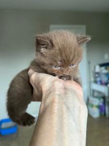 British and Scottish Kittens - Photo 5