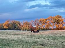 Horse Boarding - Photo 3