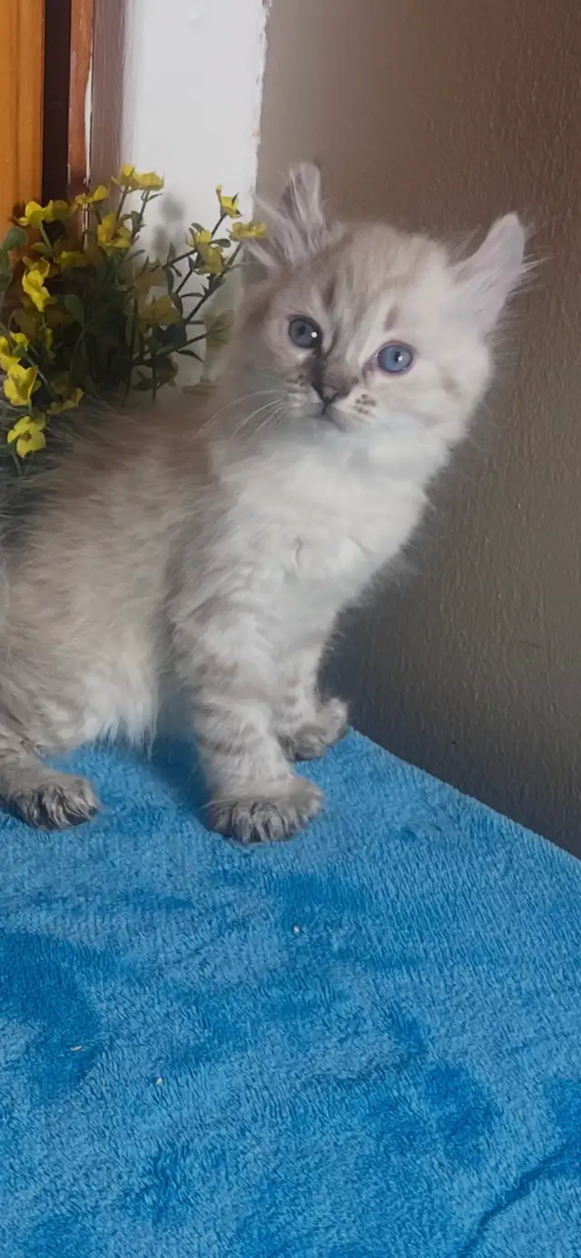 chaton Highland Lynx