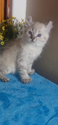 chaton Highland Lynx