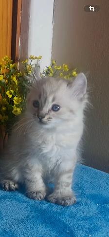 chaton Highland Lynx - Photo 2