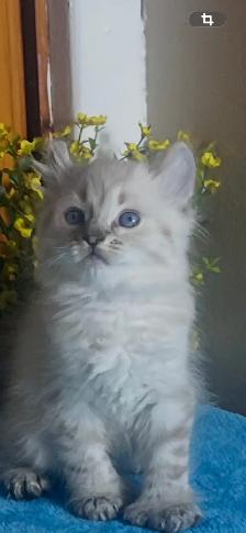 chaton Highland Lynx - Photo 3
