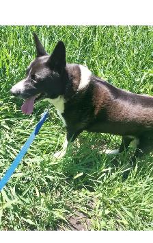 Pet Sitter/Dog Walker - Photo 3