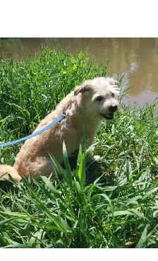 Pet Sitter/Dog Walker - Photo 4