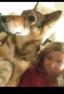 Pet Sitter/Dog Walker - Photo 7
