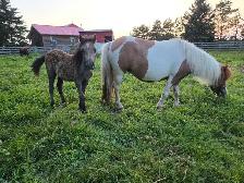 Mini Mare and colt