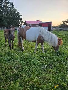 Mini Mare and colt - Photo 2
