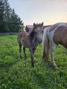 Mini Mare and colt - Photo 3
