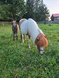 Mini Mare and colt - Photo 4