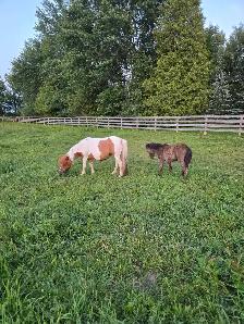 Mini Mare and colt - Photo 5