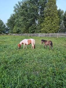 Mini Mare and colt - Photo 6