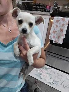 Chihuahua Male