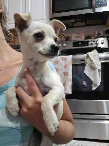 Chihuahua Male - Photo 2