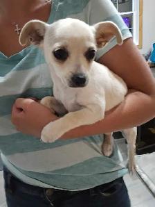 Chihuahua Male - Photo 3