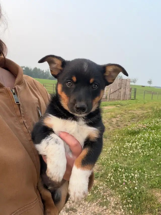 cowboy corgis