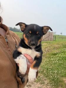 cowboy corgis