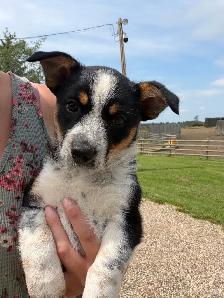 cowboy corgis - Photo 2