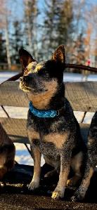 cowboy corgis - Photo 3