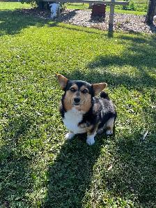 cowboy corgis - Photo 4