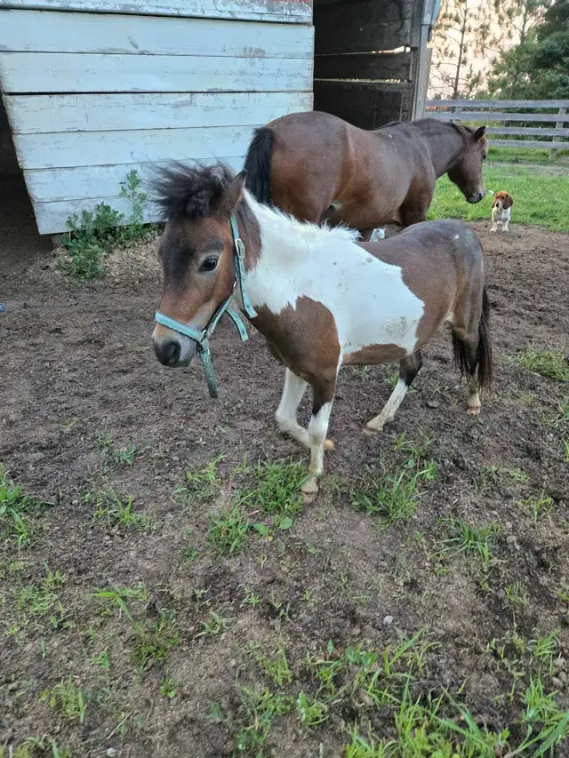 Mini Gelding