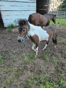 Mini Gelding