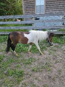 Mini Gelding - Photo 2