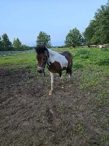 Mini Gelding - Photo 3
