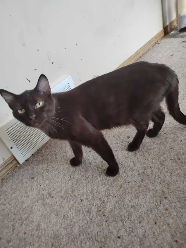 female Brown seimese cat rehoming