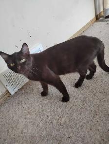 female Brown seimese cat rehoming