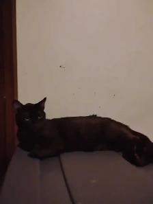 female Brown seimese cat rehoming - Photo 2