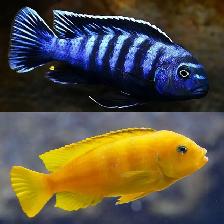 African Cichlids