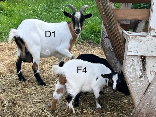Pygmy Goats