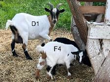Pygmy Goats