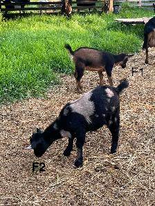 Pygmy Goats - Photo 2