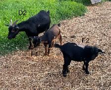 Pygmy Goats - Photo 3